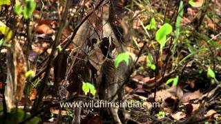 Wild boar in Kanha National Park Madhya Pradesh [upl. by Gnen]