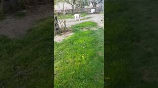 Test du Dog repeller sur Poyraz [upl. by Ecnesse]