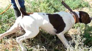 English Pointer Dog Training Sunrise Kennels 5209075690 wwwelhewpointersatsunrisekennelscom [upl. by Fabian]