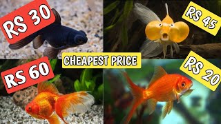 Goldfish prices and types  Goldfish price  Oranda goldfish price [upl. by Toy141]