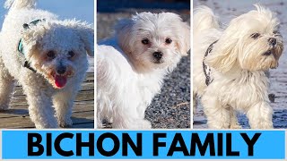 All Bichon Dog Breeds  Bichon Family [upl. by Linden]