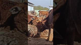 Gaushala cowlover cow cowvideos cows shorts shortvideos short shortvideo shortsfeed lover [upl. by Fillender586]