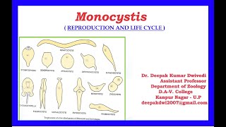 Monocystis  Reproduction and Life Cycle [upl. by Nnyleak314]