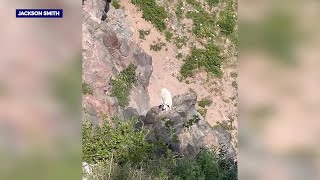 Rare mountain goat sighting on Mount Hood [upl. by Iveksarap]