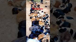 बकरी पालनमें डेली खर्च निकालने केलिए bakra farming bakramandi goat goatfarming bakraeidspecial [upl. by Towill]