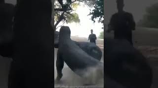 MASSIVE Komodo dragons fighting 😨 [upl. by Sadoff7]