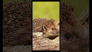 European hedgehog in an abandoned garden near the forest shorts [upl. by Nagram]