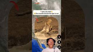 The Cocodail attack a tiger in real on Google Map And Earth shorts findmapsecret [upl. by Eenat]