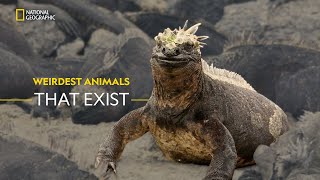 Wild Mutants That Really Exist  South Americas Weirdest  हिंदी  Full Episode  S1  E1  Nat Geo [upl. by Annavaig]