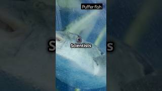 Dolphins Getting High on Puffer Fishfishfacts nature facts dailyfacts [upl. by Llehcam682]