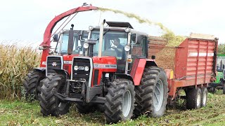 Mais Silage 2023  Massey Ferguson 2640 amp 2725 Chopping Corn [upl. by Erasaec795]