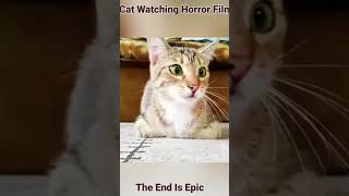 Cat all over it watching a horror movie trending funnyshorts cats [upl. by Zina610]