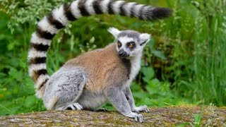 Ringtailed lemur I Lady Amhersts pheasant on dating site I Nook for Wildlife [upl. by Aelc]