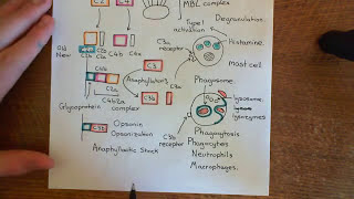 The Lectin Complement Pathway Part 4 [upl. by Nadya]