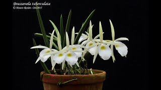 Brassavola tuberculata na Pedra Phaius e muito mais [upl. by Anemolif]