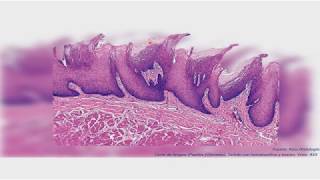 Histología del sistema digestivo I Cavidad oral UNIDAD 12 [upl. by Terraj]