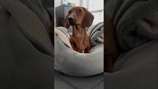 Building mini dachshund a nest 🪺 [upl. by Yecnay]