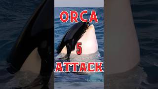 Orca ATTACK orche attaccano un delfino orca animali documentario orche shorts [upl. by Erdreid]