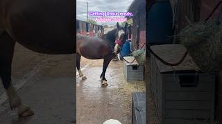 Getting Rosie all bathed and ready for Ashdown Forest 🌳 tomorrow  sponsoredride pony hacking [upl. by Prosperus]