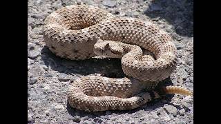 CROTALUS Molossus [upl. by Ihsir502]