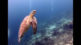 AMAZING UNDERWATER PARADISE MARATUA ISLAND [upl. by Adnovoj]