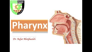 Anatomy of Pharynx [upl. by Tanah]