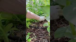 Harvest watercress in pots garden farming shorts [upl. by Eisiam245]