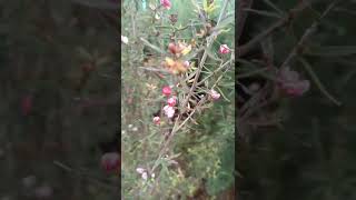 Hoa Manuka  Leptospermum scoparium [upl. by Maryanna]