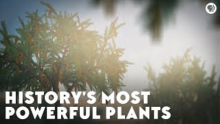 Historys Most Powerful Plants [upl. by Abagael]