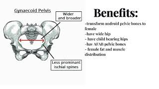 male to female pelvic structure  booster gynecoid pelvis [upl. by Cozmo443]