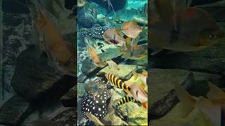 Amazon river aquarium shorts [upl. by Kimmi]