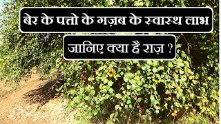 बेर के दिव्य औषधीय गुण │Benefits of Zizyphus Mauritiana Jujube on Health Channel By Vishal Sathye [upl. by Nylarac]