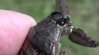 Giant Water Bug Belostomatidae Lethocerus americanus Closeup of Head and Mouth [upl. by Ariahay]