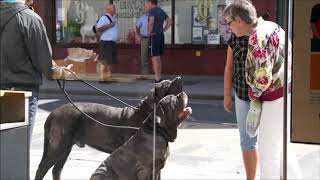 How many people stop to meet Neapolitan Mastiffs [upl. by Intyrb]