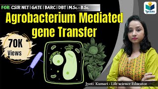 AGROBACTERIUM MEDIATED GENE TRANSFER  CSIR NET  GATE  MSc  BSc [upl. by Hubsher]