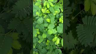 Wow live plant 🌱 so unusual nature plant interesting green garden wow plants flowers [upl. by Enileuqaj]