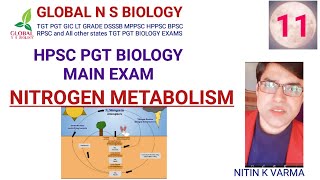 Nitrogen Metabolism [upl. by Herriott]