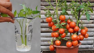 How To Grow Tomatoes With Cuttings That Are Both Productive And Produce Fruit Quickly [upl. by Trant743]