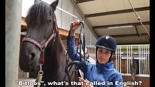 First time ever riding bitless With Uniek the Friesian horse [upl. by Cheyney]