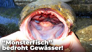 Sofort töten “Monsterfisch” bedroht amerikanische Gewässer  Clixoom nature [upl. by Nosyaj]