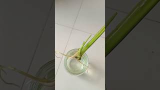 Monstera single leaf propagation shorts youtubeshorts shortsfeed plants monstera gardening [upl. by Llehcim]