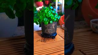 Transform your home with these easy indoor plants [upl. by Aissirac]