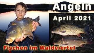 Karpfenangeln  Angeln im April  Fischen im Waldviertel auf Karpfen und andere Fische [upl. by Hniht684]