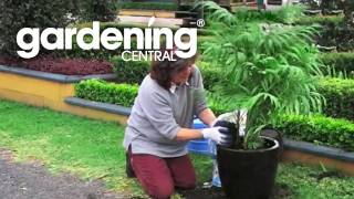 How to repot a plant  expert tips on repotting [upl. by Federica]