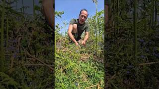 Greater Speedwell veronica chamaedrys foraging herbs gardening permaculture explore nature [upl. by Darnoc]