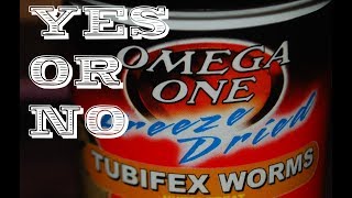 Feeding freeze dried Tubifex worms Yes or No [upl. by Nahpos]