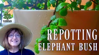 RePotting Elephant Bush Plant  New Pot for the Mother Plant [upl. by Llenwahs]