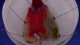 How to dissect a solitary ascidian [upl. by Chaffee]