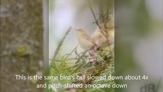 Chiffchaff song  sound of the summer [upl. by Ayerim899]