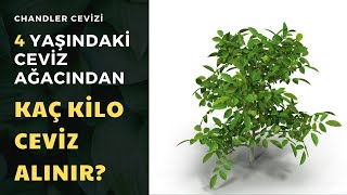 4 Yaşındaki Chandler Ağacından Kaç Kilo Ceviz Alınabilir [upl. by Odey314]